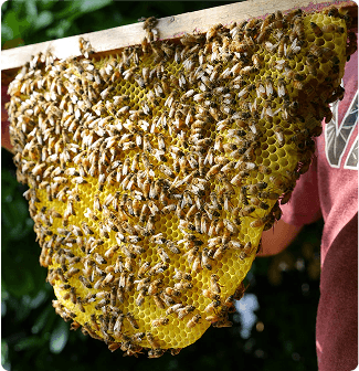 ১০০% নির্ভরযোগ্য অর্গানিক ফুড স্টোর